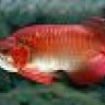 arowana