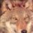 Redwolf